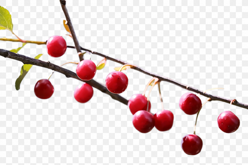 Coffee Bean, PNG, 1920x1280px, Cherry, Berry, Black Pepper, Cherry Blossom, Coffee Bean Download Free