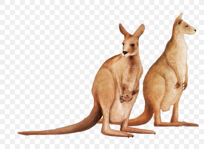 Cute Kangaroo, PNG, 792x600px, Macropodidae, Animal, Cuteness, Fauna, Instructional Design Download Free