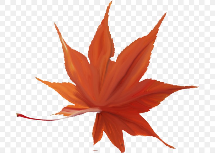 Japanese Maple Autumn Leaf Color Maple Leaf Red Maple, PNG, 700x581px, Japanese Maple, Autumn, Autumn Leaf Color, Green, Leaf Download Free