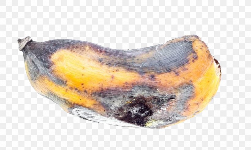Banana Stock Photography Auglis, PNG, 837x500px, Banana, Auglis, Banco De Imagens, Food, Food Spoilage Download Free