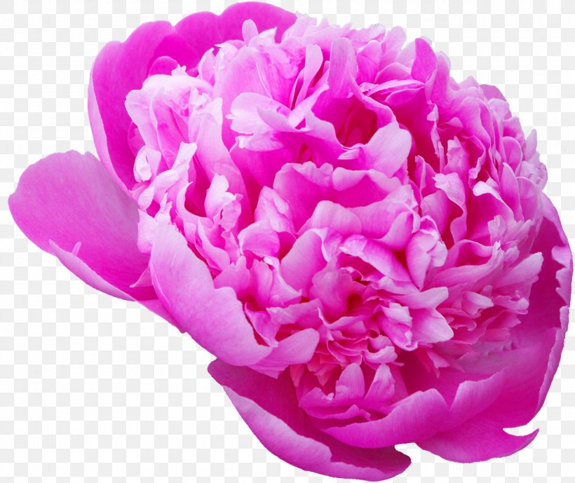 Flower Desktop Wallpaper Photography Moutan Peony, PNG, 1280x1077px, Flower, Carnation, Cut Flowers, Flowering Plant, Herbaceous Plant Download Free