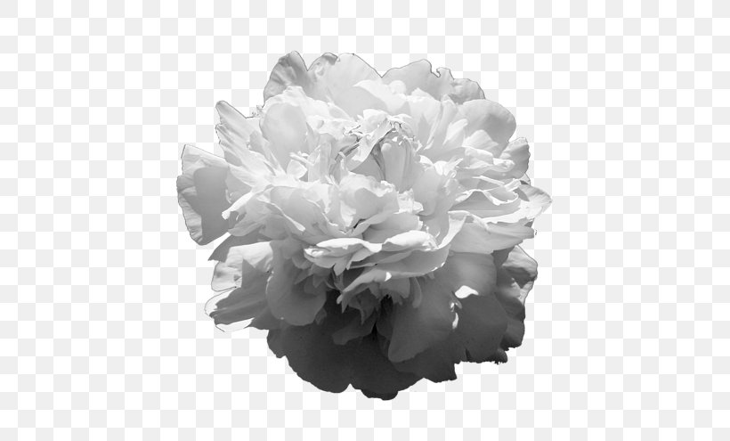 Peony Cut Flowers Rose Family Petal, PNG, 600x495px, Peony, Black, Black And White, Cut Flowers, Family Download Free