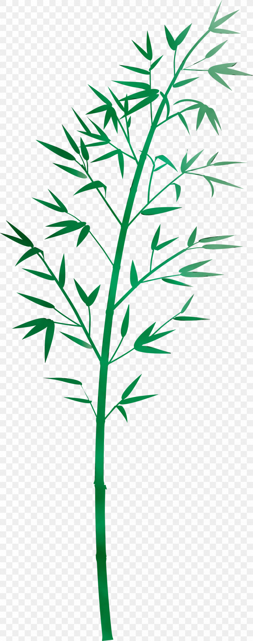 Plant Leaf Plant Stem Flower Grass Family, PNG, 1185x3000px, Bamboo, Flower, Grass, Grass Family, Herbaceous Plant Download Free