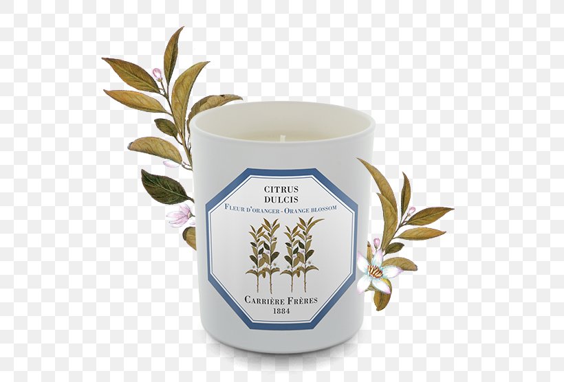 Candle Lily Of The Valley Orange Blossom Perfume Wax, PNG, 556x556px, Candle, Ach Brito, Cup, Earl Grey Tea, Flower Download Free