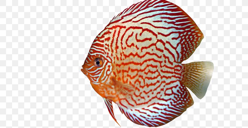 Fish Discus Marine Biology Aquarium Eye, PNG, 640x425px, Fish, Aquarium, Biology, Color, Discus Download Free