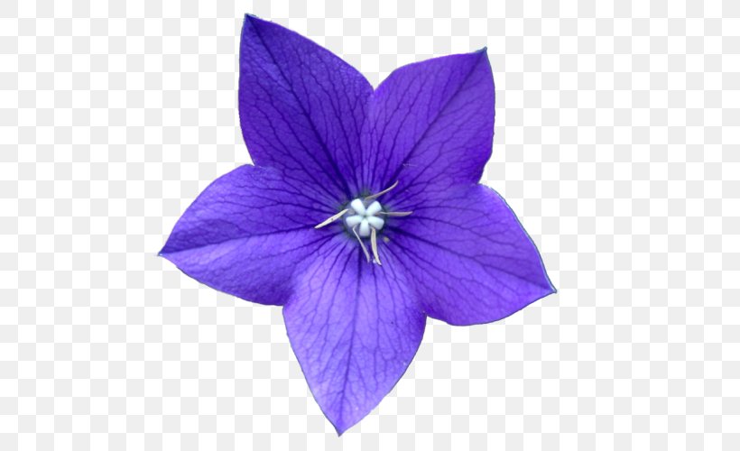 Flower Purple Blue Clip Art, PNG, 500x500px, Flower, Blue, Color, Computer Program, Drawing Download Free