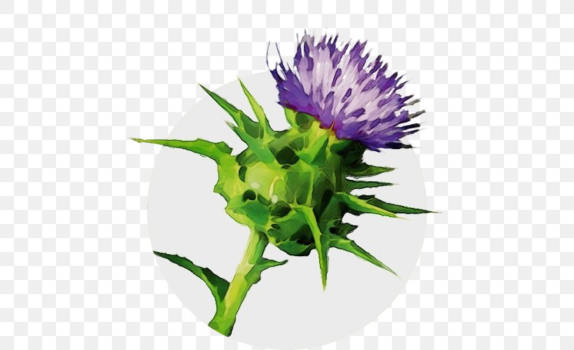 Flowers Background, PNG, 500x500px, Watercolor, Annual Candytuft, Artichoke, Artichoke Thistle, Aster Download Free
