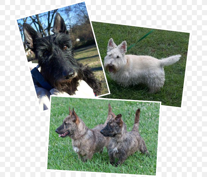 Norwich Terrier Scottish Terrier Cairn Terrier Pumi Dog Puppy, PNG, 700x700px, Norwich Terrier, Breed, Breed Group Dog, Cairn Terrier, Carnivoran Download Free