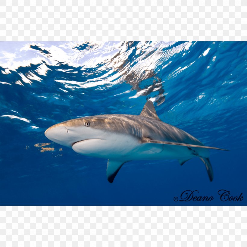 Tiger Shark Great White Shark Caribbean Reef Shark Requiem Sharks, PNG, 2000x2000px, Tiger Shark, Aqua, Brain Coral, Canvas Print, Carcharhiniformes Download Free