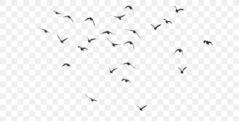 Bird Clip Art, PNG, 640x416px, Bird, Animal Migration, Beak, Bird Flight, Bird Migration Download Free