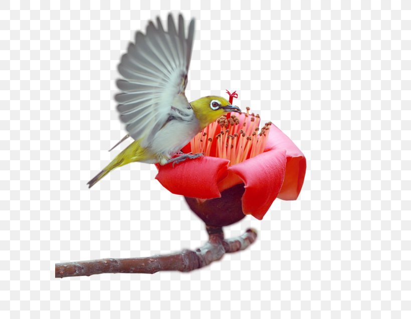 Bird Parrot, PNG, 600x637px, Beak, Bird, Bird Supply, Feather, Flower Download Free