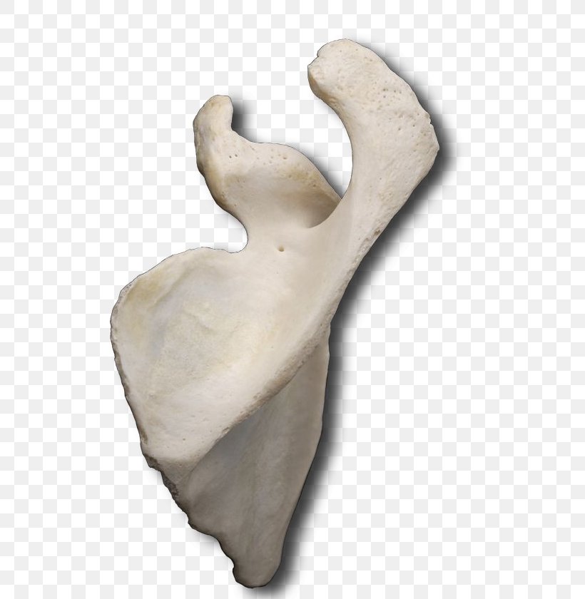Classical Sculpture Figurine Product Design, PNG, 540x840px, Sculpture, Artifact, Classical Sculpture, Classical Studies, Figurine Download Free