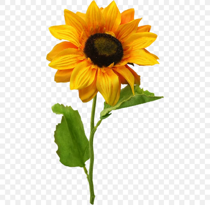 Common Sunflower Clip Art, PNG, 462x800px, 3d Computer Graphics, Common Sunflower, Annual Plant, Copying, Daisy Family Download Free