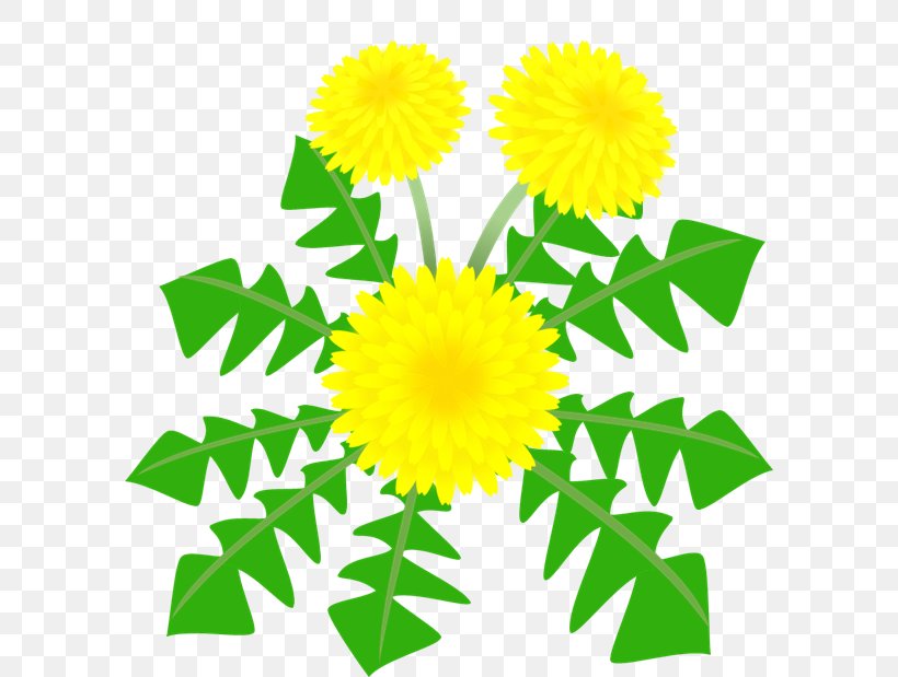 Dandelion フリースクール オンリーワン Clip Art, PNG, 592x619px, Dandelion, Anarchistic Free School, Artwork, Cut Flowers, Daisy Family Download Free