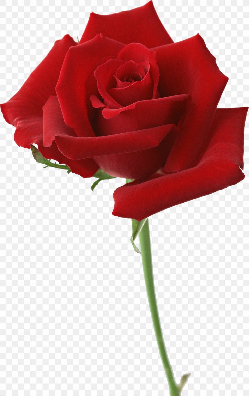 Garden Roses Flower Desktop Wallpaper Red, PNG, 1498x2377px, Rose, Blue Rose, China Rose, Cut Flowers, Floribunda Download Free