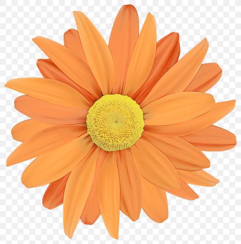 Orange, PNG, 2955x3000px, Watercolor, Barberton Daisy, Cut Flowers, English Marigold, Flower Download Free