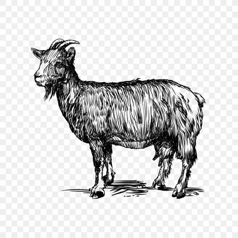 Sheep Goat Cattle Zeus Caprinae, PNG, 1000x1000px, Sheep, Amalthea, Black And White, Camel Like Mammal, Caprinae Download Free