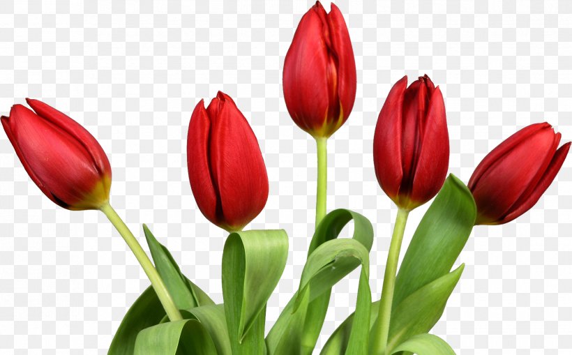 Tulip Flower Desktop Wallpaper Clip Art, PNG, 1832x1139px, Tulip, Bud, Color, Cut Flowers, Flower Download Free