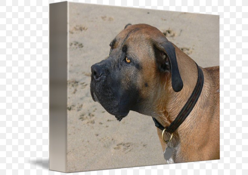 Boerboel Dog Breed Bullmastiff English Mastiff Black Mouth Cur, PNG, 650x579px, Boerboel, Africa, Black Mouth Cur, Breed, Bullmastiff Download Free