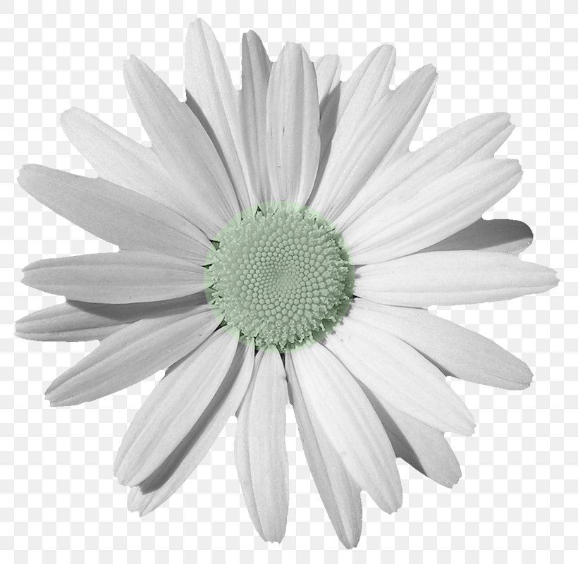 Chamomile Common Daisy Clip Art, PNG, 800x800px, Chamomile, Black And White, Chrysanths, Close Up, Common Daisy Download Free