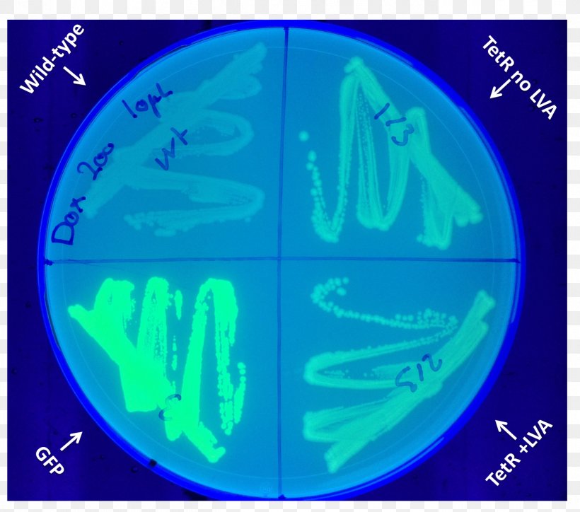 Green Fluorescent Protein Doxycycline Biology Organism International Genetically Engineered Machine, PNG, 1355x1197px, Green Fluorescent Protein, Aqua, Biology, Blue, Denmark Download Free
