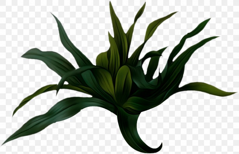 Lily Flower Cartoon, PNG, 1000x645px, Watercolor Painting, Choix Des Plus Belles Fleurs, Crinum, Flower, Grass Download Free