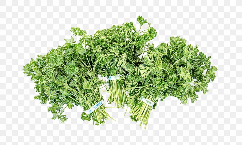 Parsley, PNG, 1000x600px, Plant, Chervil, Flower, Grass, Herb Download Free