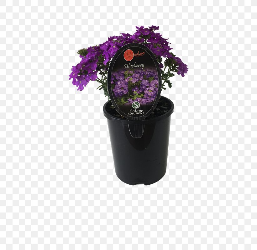 Purple Plant, PNG, 800x800px, Purple, Flowerpot, Magenta, Plant, Violet Download Free