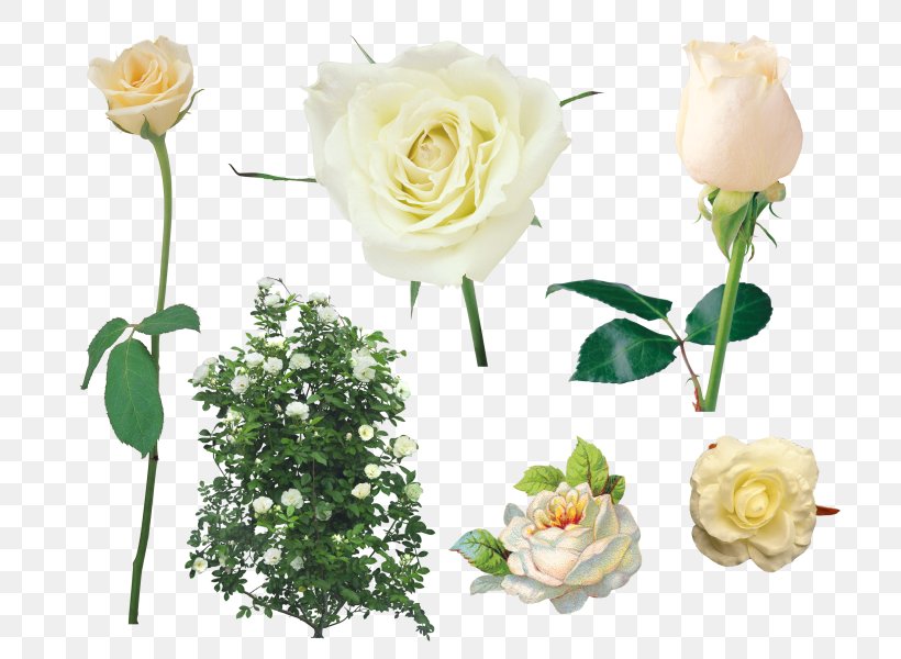 Shrub Garden Roses Clip Art, PNG, 741x600px, Shrub, Artificial Flower, Cut Flowers, Digital Image, Floral Design Download Free