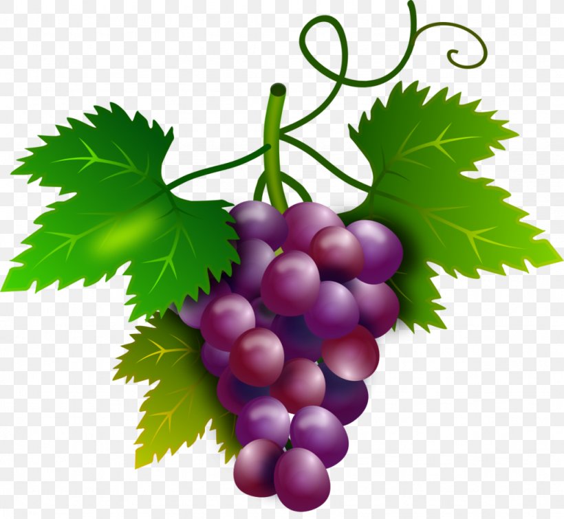Wine Common Grape Vine Grape Seed Extract, PNG, 1024x943px, Wine, Common Grape Vine, Flowering Plant, Food, Fruit Download Free