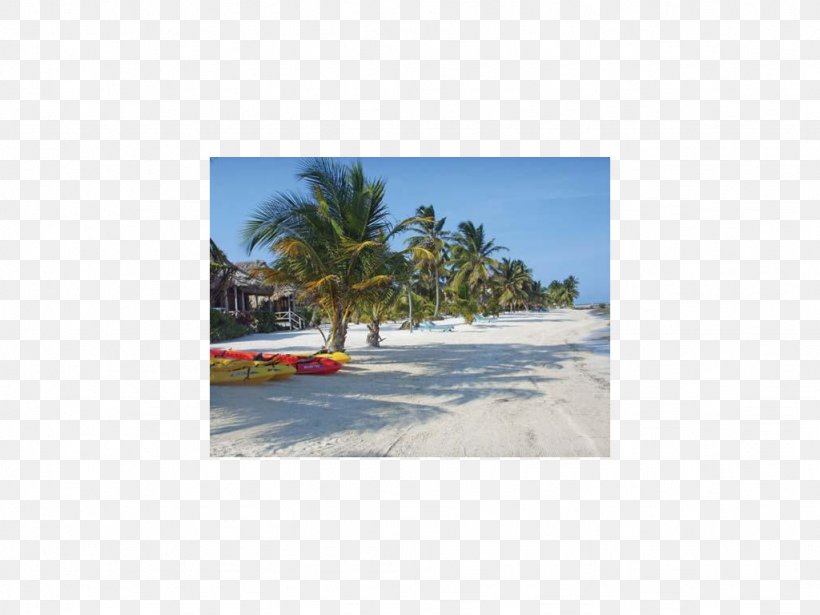 Caribbean Beach Shore Arecaceae Land Lot, PNG, 1024x768px, Caribbean, Area, Arecaceae, Arecales, Beach Download Free