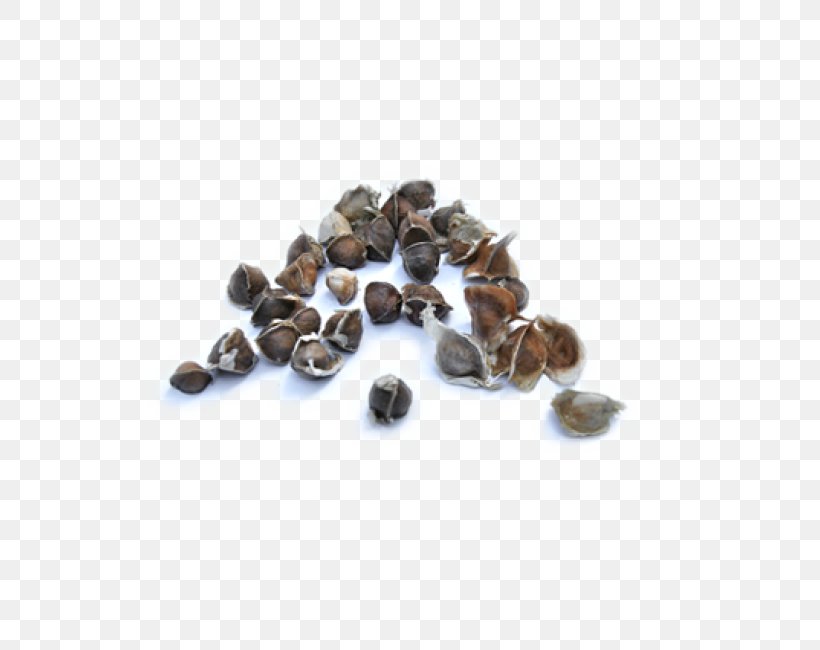 Drumstick Tree Ben Oil Essential Oil Seed, PNG, 550x650px, Drumstick Tree, Ben Oil, Chemical Substance, Cubeb, Essential Oil Download Free