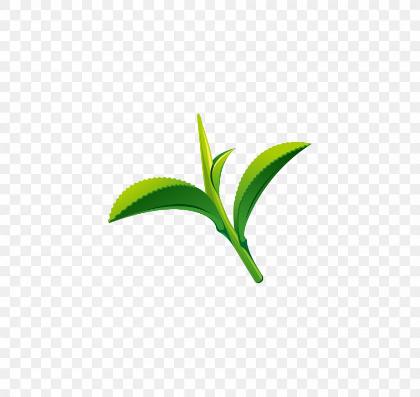 Green Tea Leaf Logo, PNG, 902x854px, Tea, Grass, Green, Green Tea, Honey Download Free