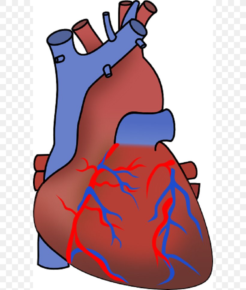 Myocardial Infarction Heart Failure Cardiovascular Disease Clip Art, PNG, 600x966px, Watercolor, Cartoon, Flower, Frame, Heart Download Free