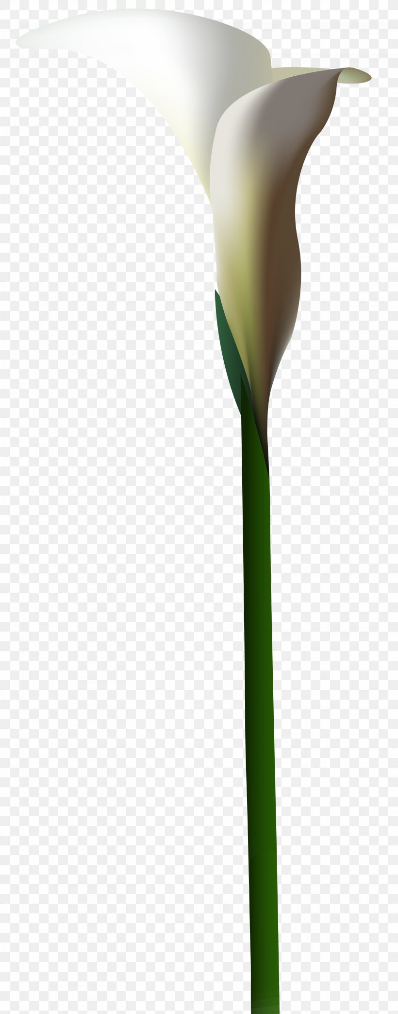 Product Plant Stem Design, PNG, 3143x8000px, Flower, Arum, Plant, Plant ...