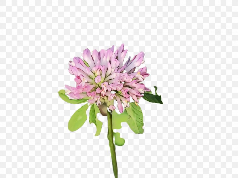 Flower Flowering Plant Plant Red Clover Pink, PNG, 2308x1732px, Watercolor, Clover, Cut Flowers, Flower, Flowering Plant Download Free