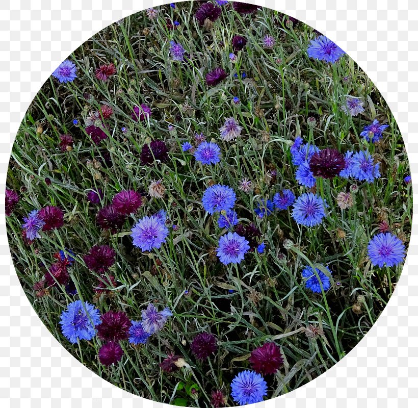 Groundcover Lawn Wildflower Annual Plant Shrub, PNG, 800x800px, Groundcover, Annual Plant, Aster, Blue, Flower Download Free