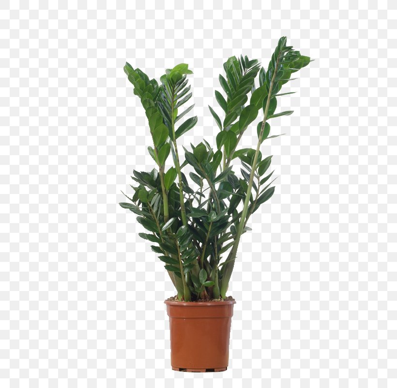 Houseplant Flowerpot Dracaena Fragrans Philodendron, PNG, 800x800px, Houseplant, Arums, Dracaena, Dracaena Fragrans, Dracaena Reflexa Download Free