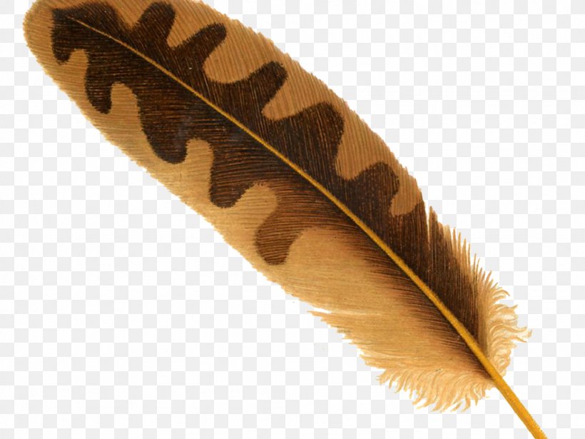 Transparency Feather Bird Image, PNG, 1024x768px, Feather, Bird, Display Resolution, Eagle Feather Law, Quill Download Free