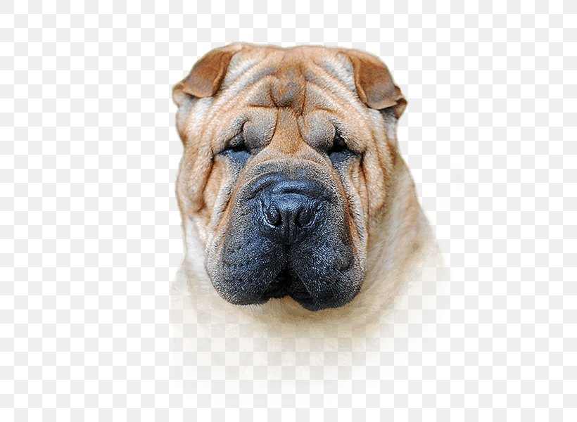 Shar Pei Bio-Groom Wiry Coat Shampoo Bio-Groom, PNG, 500x600px, Shar Pei, Antipruritic, Carnivoran, Dermatitis, Dog Download Free