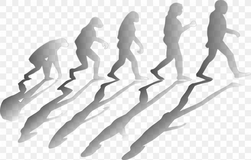 Human Evolution Homo Sapiens Clip Art, PNG, 3840x2451px, Evolution, Arm, Biology, Black And White, Charles Darwin Download Free