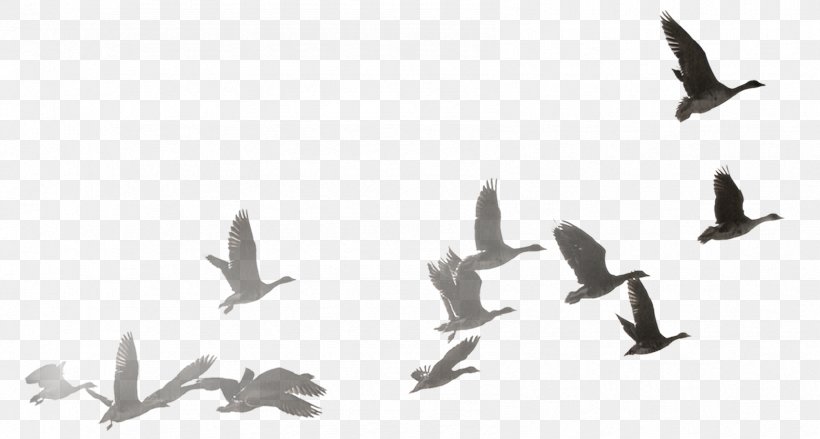 Swan Goose Bird Bailu Wild-goose Fly To The South, PNG, 1696x908px, Swan Goose, Animal Migration, Anser, Bailu, Beak Download Free