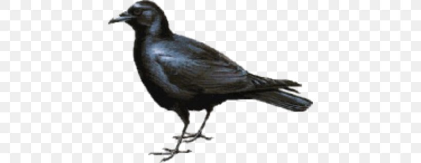 American Crow New Caledonian Crow Bird Tux Paint, PNG, 400x319px, American Crow, Beak, Bird, Blackbird, Crow Download Free