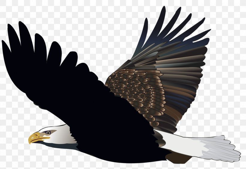 Bird T-shirt White-tailed Eagle Clip Art, PNG, 1280x883px, Bird, Accipitriformes, Bald Eagle, Beak, Bird Of Prey Download Free