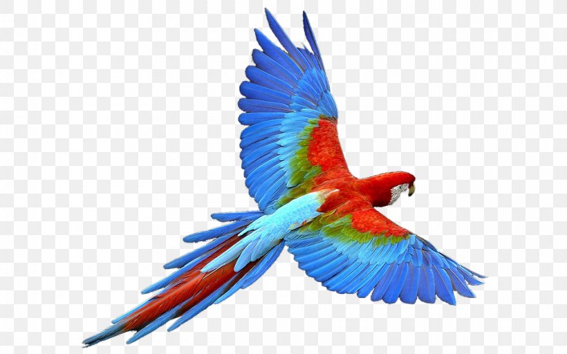 Fly: Parrot Budgerigar Bird, PNG, 960x600px, Parrot, Beak, Bird, Budgerigar, Common Pet Parakeet Download Free