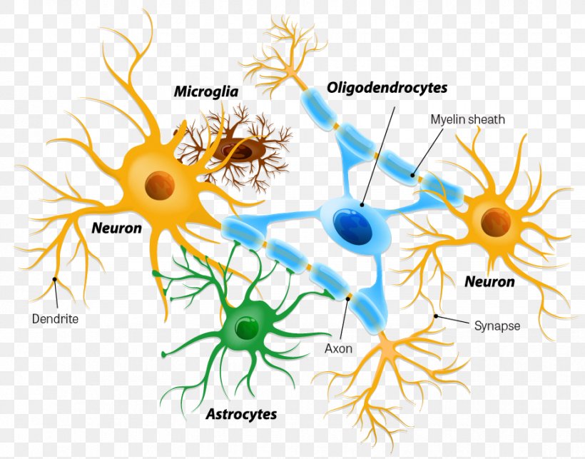 Astrocyte Microglia Neuron Oligodendrocyte, PNG, 926x727px, Astrocyte, Arthropod, Axon, Brain, Cell Download Free