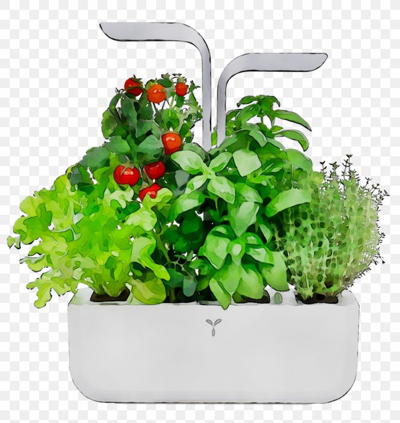 Herb Greens Product, PNG, 1026x1084px, Herb, Flower, Flowering Plant, Flowerpot, Geranium Download Free