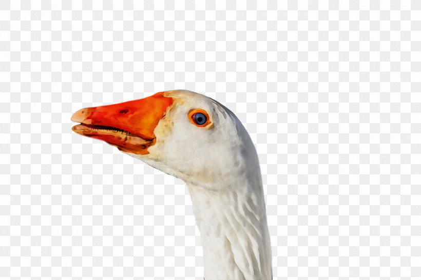 Beak Bird Goose Water Bird Duck, PNG, 1920x1280px, Goose, Animal, Beak, Bird, Duck Download Free