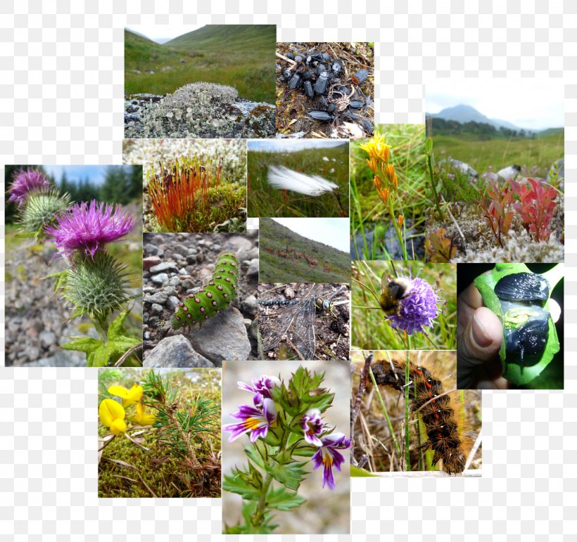Botanical Garden Ecosystem Groundcover Herb, PNG, 1600x1505px, Botanical Garden, Botany, Ecosystem, Flora, Flower Download Free