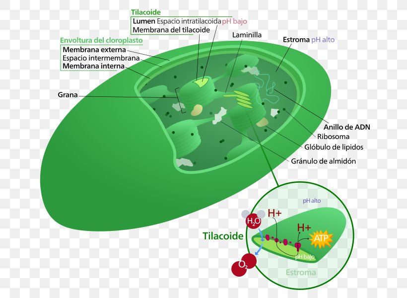 Chloroplast Thylakoid Granum Plant Cell, PNG, 701x600px, Chloroplast, Biological Membrane, Biology, Cell, Dna Download Free